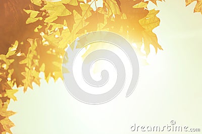 Autumn leaves background over morning sunlight Stock Photo