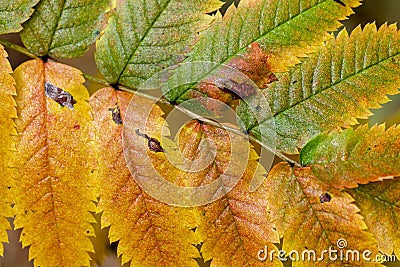 Autumn leaves background. Stock Photo