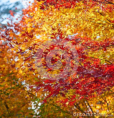 Autumn leaves background, very shallow focus Stock Photo