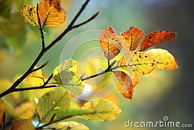 Autumn leaves Stock Photo