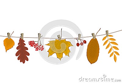 Autumn leaves and berries hang on the clothesline Vector Illustration