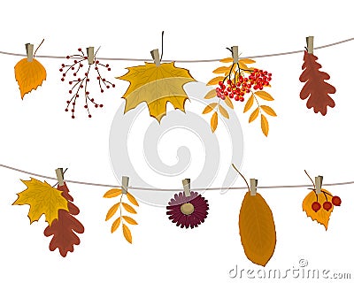 Autumn leaves and berries hang on the clotheslines. There are leaves of maple, oak, birch, rowan and other trees Vector Illustration