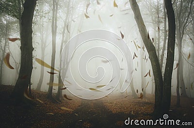 Autumn leaves blown by wind in forest Stock Photo