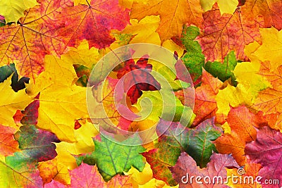 Autumn Leaves Border Stock Photo