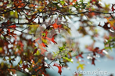 Autumn leaves - bright red autumn leaves on a tree in Macedon Ranges Stock Photo