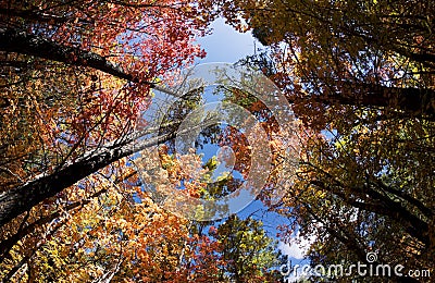 Autumn Leaves Change Colors in Fourth of July Canyon in New Mexico Stock Photo