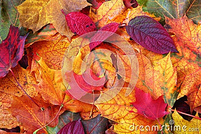 Autumn Leaves Stock Photo