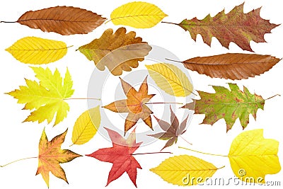 Autumn leaves collection Stock Photo