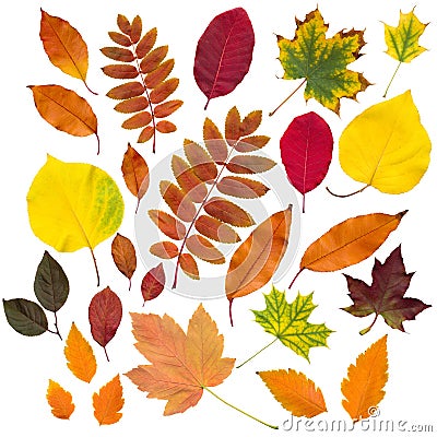 Autumn leaves collection isolated Stock Photo