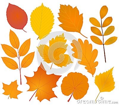 Autumn leaves collection Vector Illustration