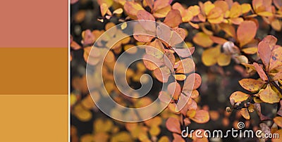 Autumn leaves, color palette swatch nuance Stock Photo