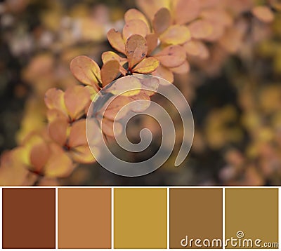 Autumn leaves, color palette swatch nuance saturation Stock Photo