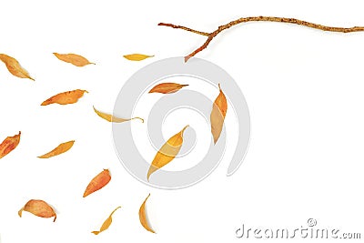 Autumn leaves composition. Dried leaves falling from tree branch. Stock Photo