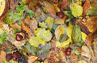 Autumn leaves and conkers Stock Photo