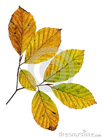 Autumn leaves of a copper beech, top surface Stock Photo