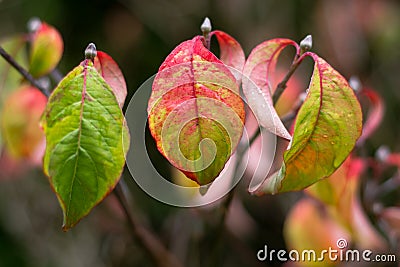 Autumn leaves of Cornus Florida `Rainbow` Stock Photo