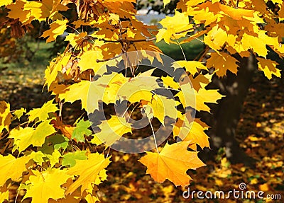 Autumn leaves Stock Photo