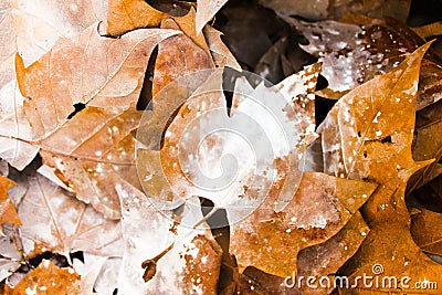 Autumn Leaves Detail Paint Stock Photo