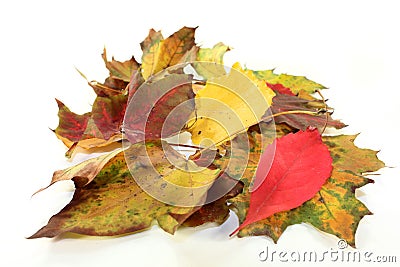 Autumn leaves Stock Photo