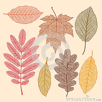 Autumn leaves, dried leaves set Cartoon Illustration