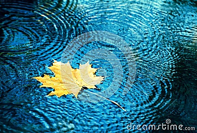 Autumn leaves drops in the water. Stock Photo