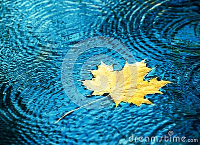 Autumn leaves drops in the water. Stock Photo