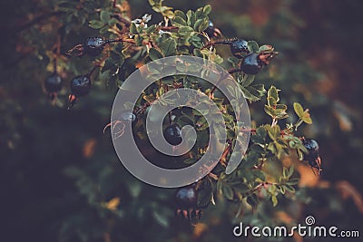 Autumn blueberries branch of a berry tree Stock Photo