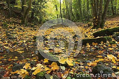 Autumn Leaves in the Dry River Bed at Nant Alyn Stock Photo