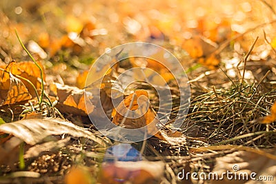 Autumn leaves in forest Stock Photo