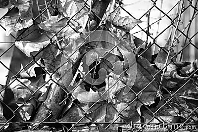 Autumn leaves on fence Stock Photo