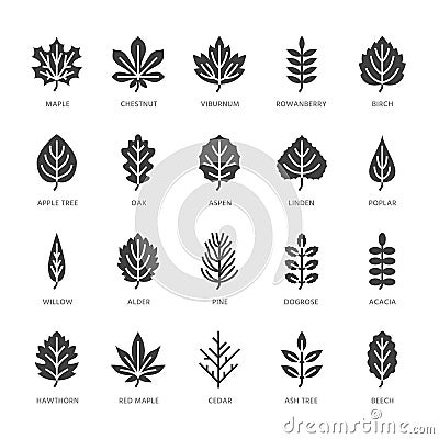 Autumn leaves flat glyph icons. Leaf types, rowan, birch tree, maple, chestnut, oak, cedar pine, linden, guelder rose Vector Illustration