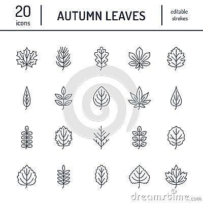 Autumn leaves flat line icons. Leaf types, rowan, birch tree, maple, chestnut, oak, cedar pine, linden guelder rose Thin Vector Illustration