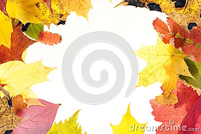 Autumn leaves frame Stock Photo