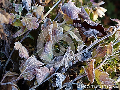 Frozen moisture on autumn garden flowers Stock Photo