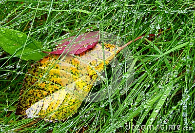 Dripping wet blades of grass with autumn leaves Stock Photo