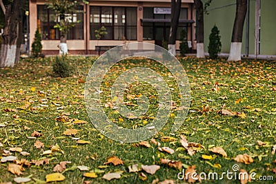 Autumn leaves on green grass between buildings Stock Photo