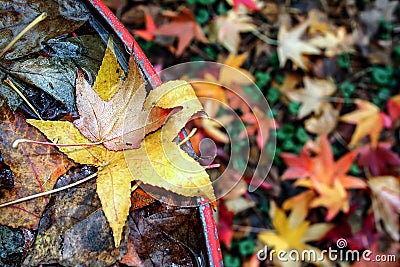 On autumn, leaves Stock Photo