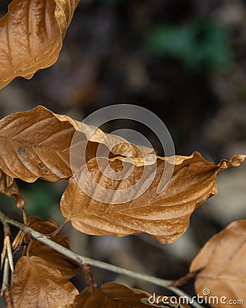 Autumn leaves on the ground/Out of focus background Stock Photo