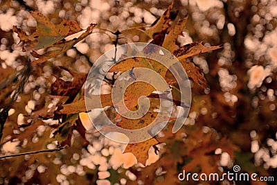 Autumn Leaves Hang Low Stock Photo