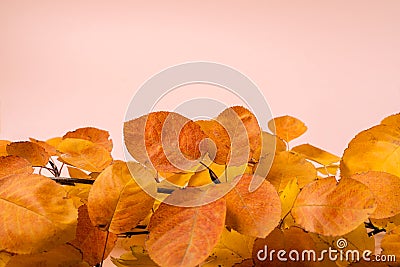 Autumn leaves heap on pink background with copy space Stock Photo