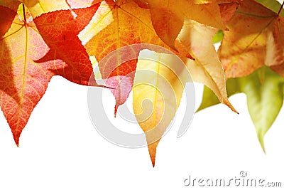 Autumn leaves isolated Stock Photo