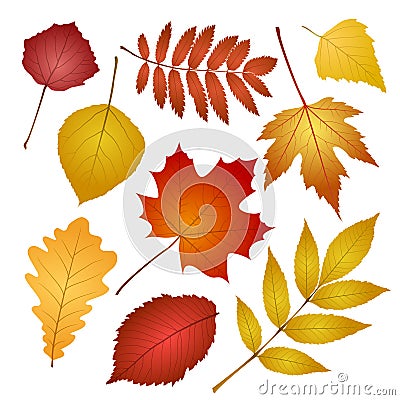 Autumn leaves isolated on white background Vector Illustration