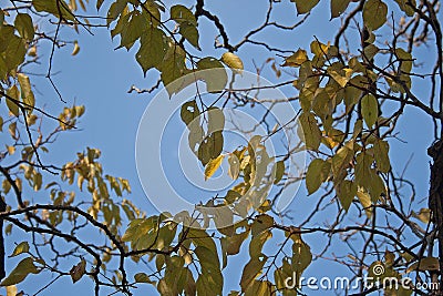 AUTUMN LEAVES ON JAPANESE RASIN TREE Stock Photo