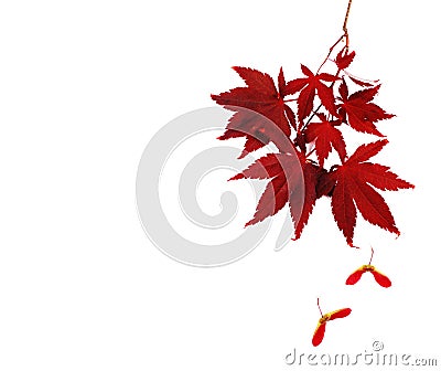 Autumn leaves. Japanese Red Autumn maple tree leaves Isolated on white background. Stock Photo