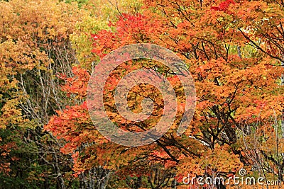 Autumn leaves in Kiyosato highland, Yamanashi Stock Photo