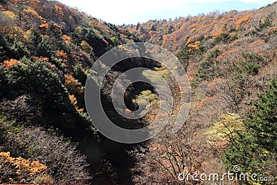 Autumn leaves in Kiyosato highland, Yamanashi Stock Photo