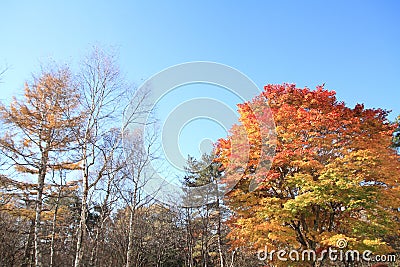 Autumn leaves in Kiyosato highland, Yamanashi Stock Photo