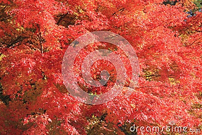 Autumn leaves in Kiyosato highland, Yamanashi Stock Photo