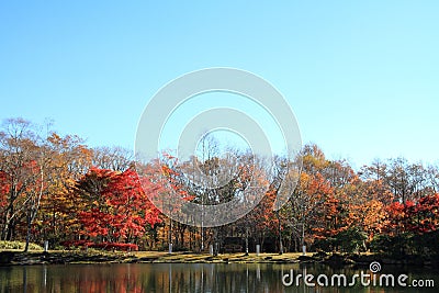 Autumn leaves by lake in Kiyosato highland Stock Photo