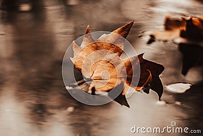 Autumn leaves in autumn landscape Stock Photo